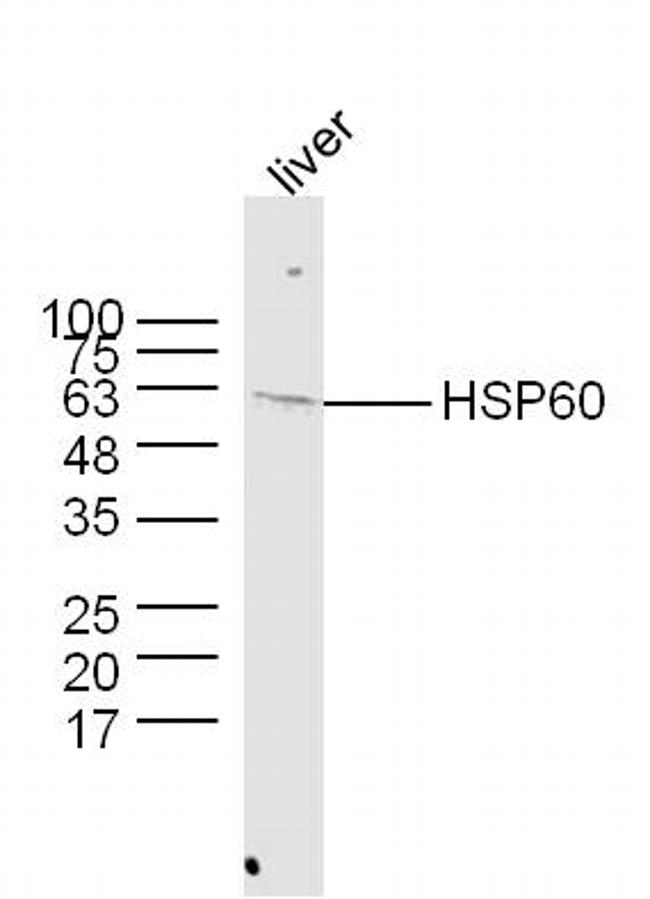 HSP60 Antibody in Western Blot (WB)