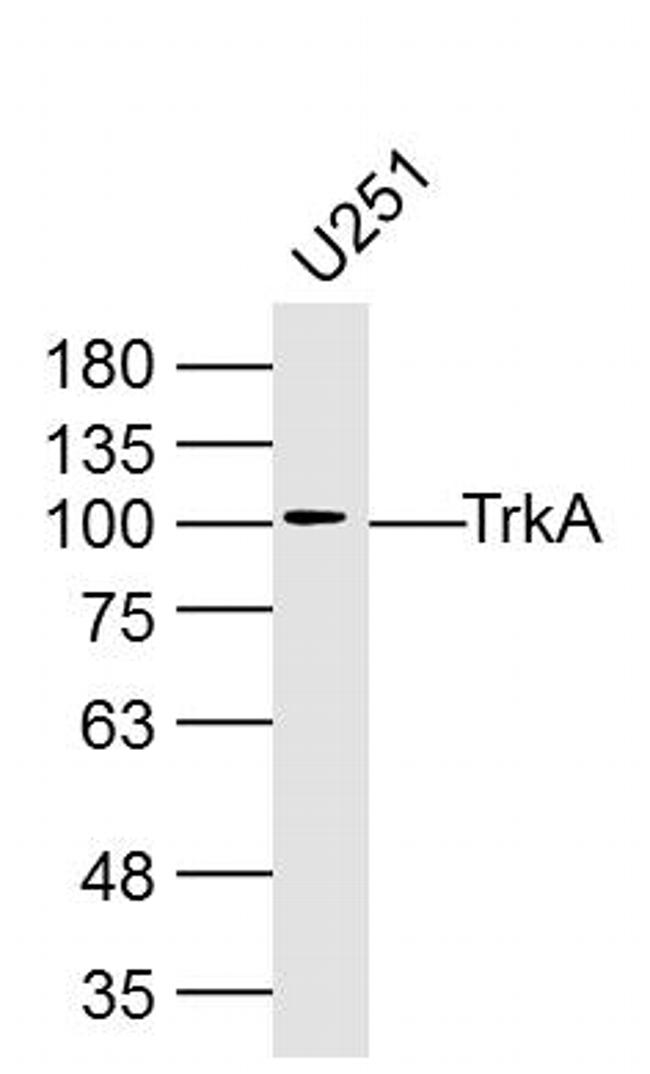 TrkA Antibody in Western Blot (WB)