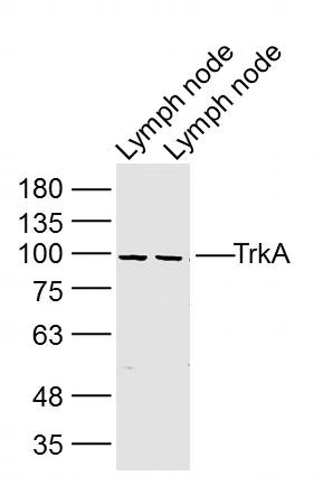 TrkA Antibody in Western Blot (WB)