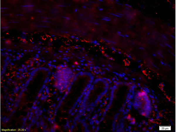 PACAP-38 Antibody in Immunohistochemistry (Paraffin) (IHC (P))