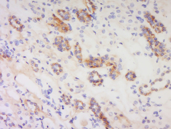 PACAP-38 Antibody in Immunohistochemistry (Paraffin) (IHC (P))