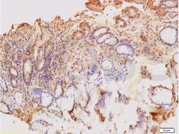 Big endothelin-1 Antibody in Immunohistochemistry (Paraffin) (IHC (P))