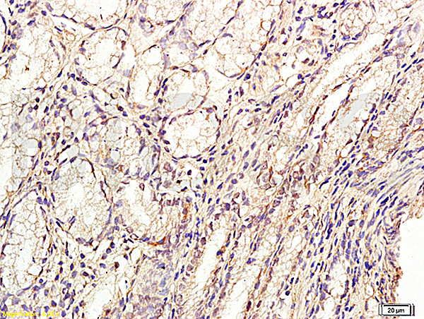 GLP-2 Antibody in Immunohistochemistry (Paraffin) (IHC (P))