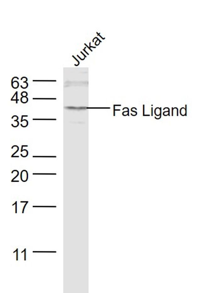 Fas Ligand Antibody in Western Blot (WB)