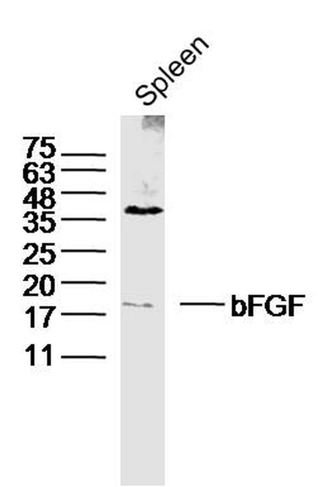 bFGF Antibody in Western Blot (WB)