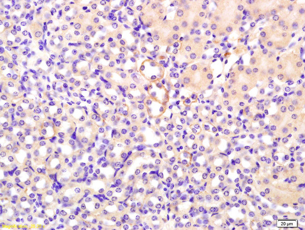 FGF1 Antibody in Immunohistochemistry (Paraffin) (IHC (P))