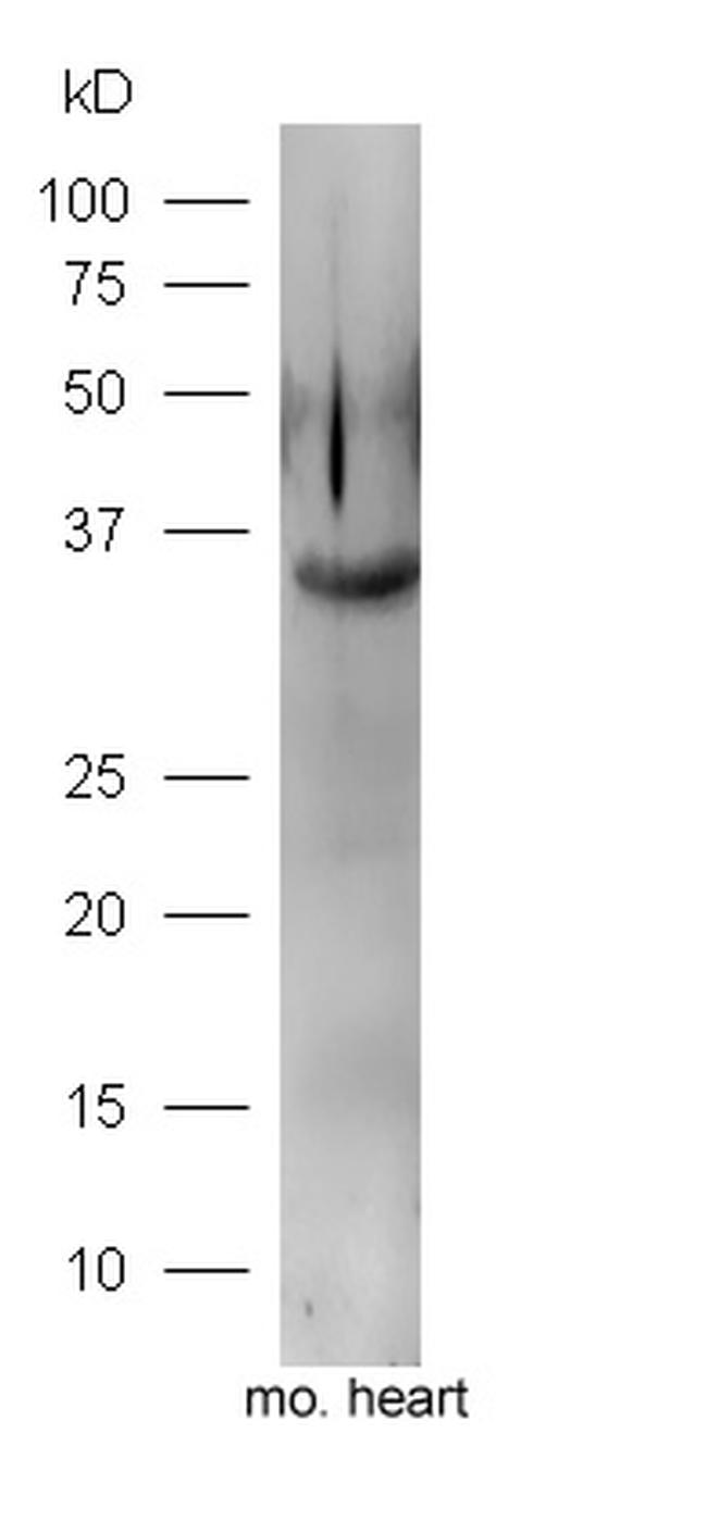 FGF1 Antibody in Western Blot (WB)