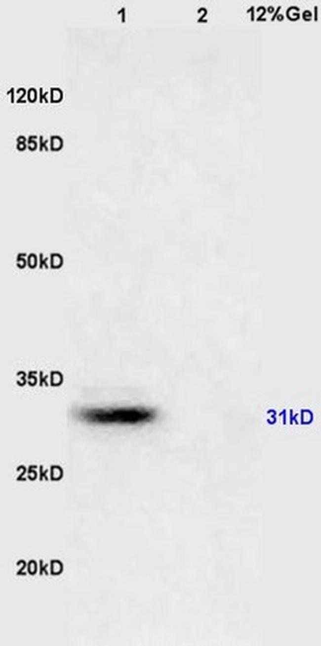 14-3-3 Alpha/Beta/Gamma/Delta/Epsilon Antibody in Western Blot (WB)