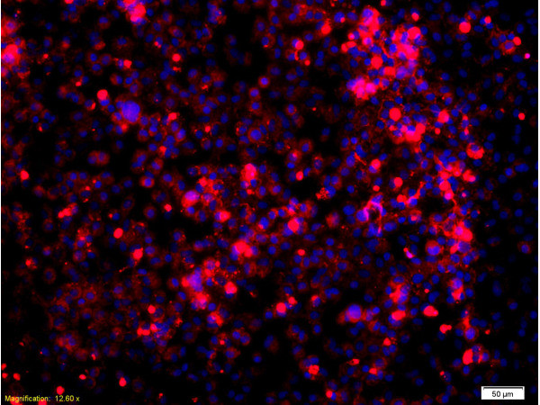 Glucocorticoid receptor Antibody in Immunocytochemistry (ICC/IF)