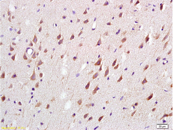 MAG Antibody in Immunohistochemistry (Paraffin) (IHC (P))