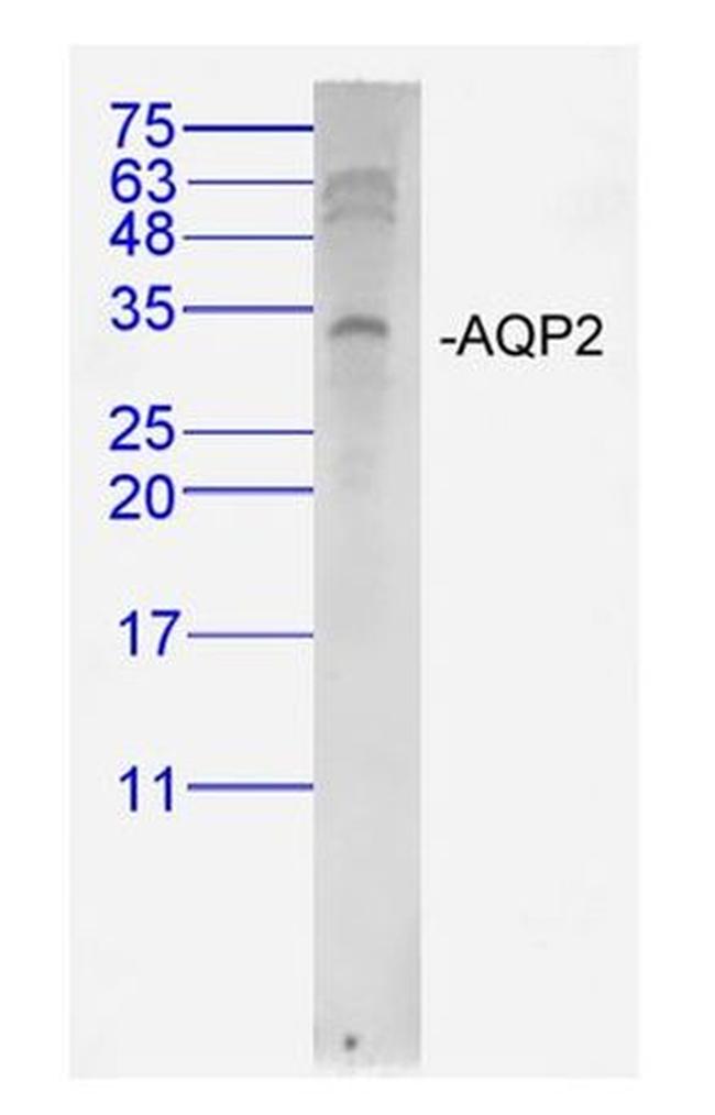 AQP2 Antibody in Western Blot (WB)