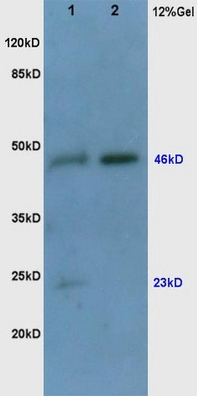 VEGF Antibody in Western Blot (WB)