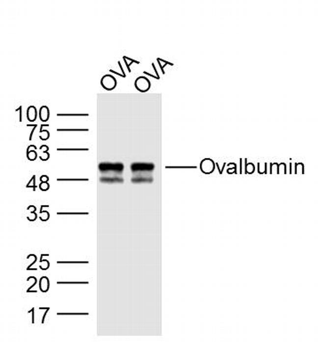 Ovalbumin Antibody in Western Blot (WB)