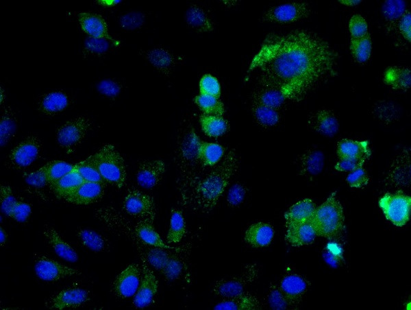 ILK-1 Antibody in Immunocytochemistry (ICC/IF)