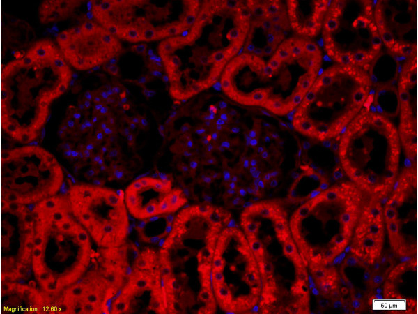 CRF Antibody in Immunohistochemistry (Paraffin) (IHC (P))