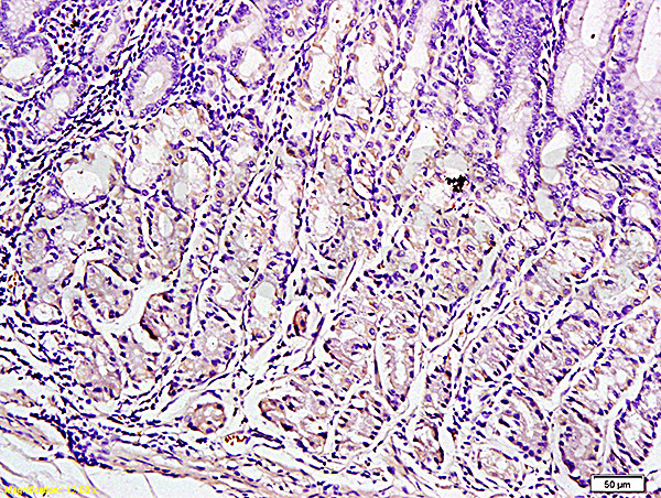 Leptin Antibody in Immunohistochemistry (Paraffin) (IHC (P))