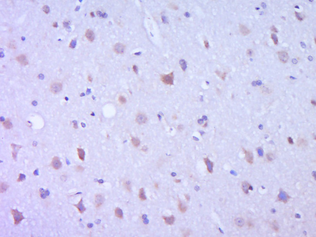 Leptin Antibody in Immunohistochemistry (Paraffin) (IHC (P))