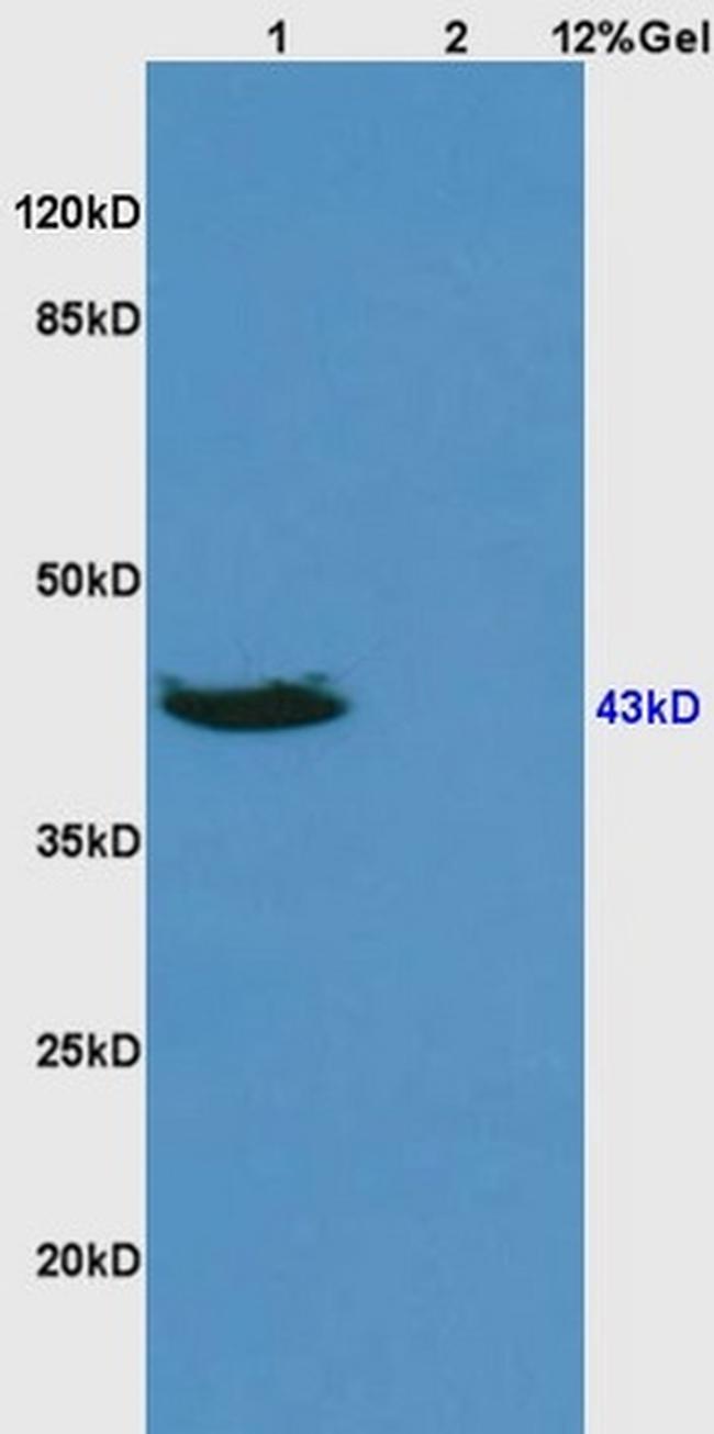 DR3 Antibody in Western Blot (WB)