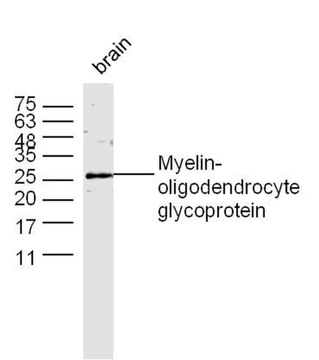 MOG Antibody in Western Blot (WB)