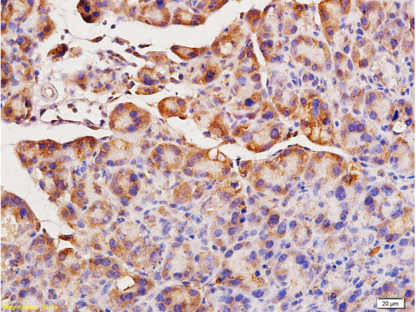 ACE Antibody in Immunohistochemistry (Paraffin) (IHC (P))