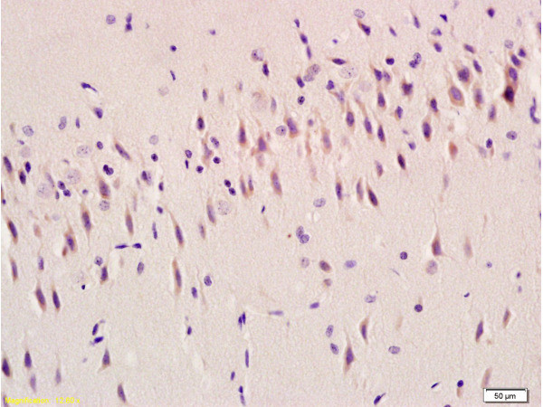 Ghrelin Antibody in Immunohistochemistry (Paraffin) (IHC (P))