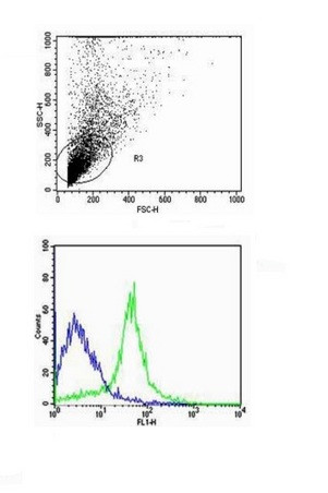 CD31 Antibody in Flow Cytometry (Flow)