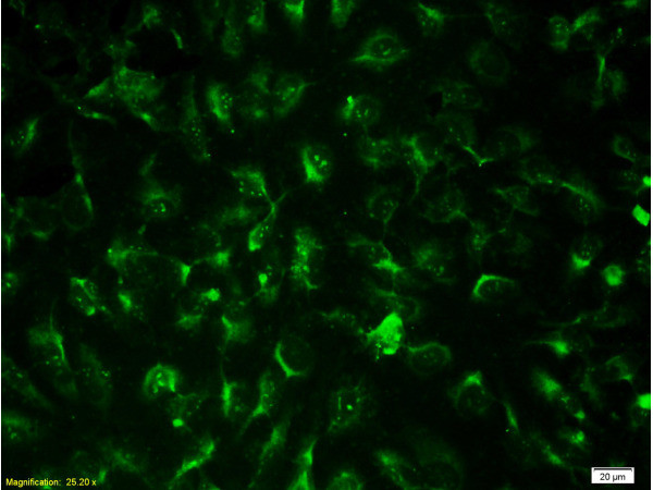 CD31 Antibody in Immunocytochemistry (ICC/IF)