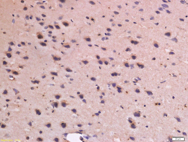 CD31 Antibody in Immunohistochemistry (Paraffin) (IHC (P))