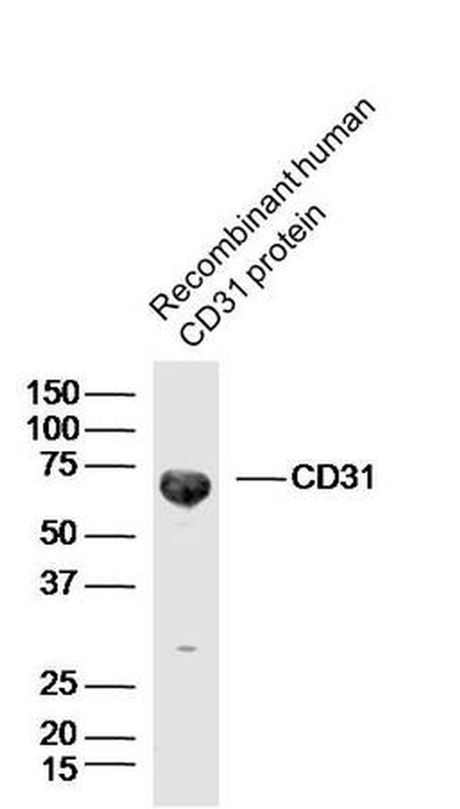 CD31 Antibody in Western Blot (WB)