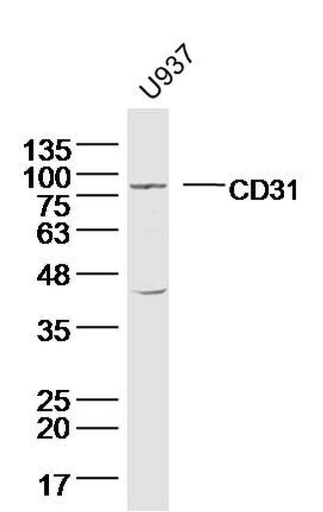 CD31 Antibody in Western Blot (WB)