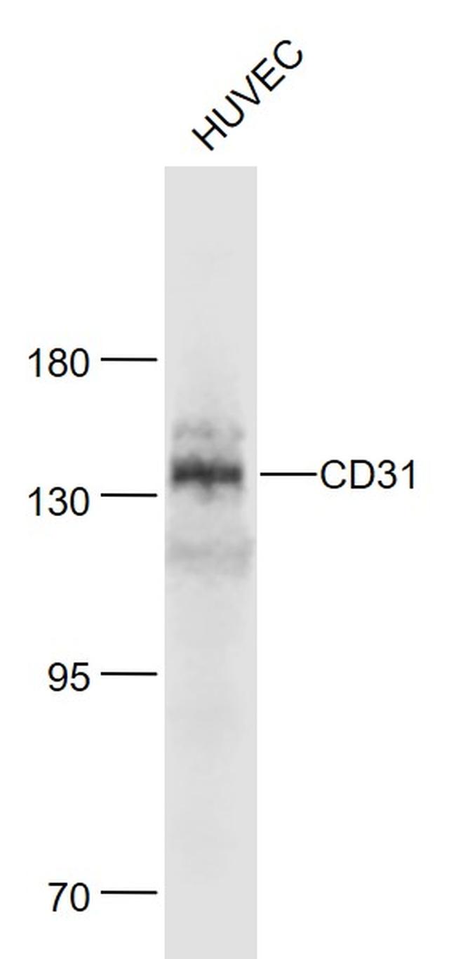 CD31 Antibody in Western Blot (WB)