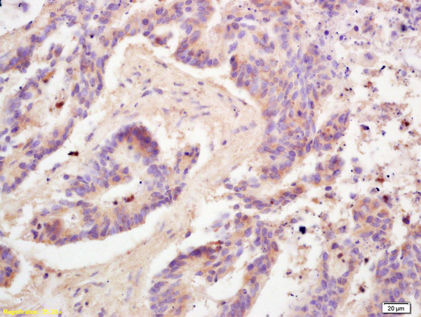 Adiponectin Antibody in Immunohistochemistry (Paraffin) (IHC (P))