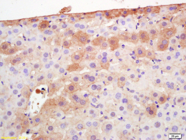 Adiponectin Antibody in Immunohistochemistry (Paraffin) (IHC (P))