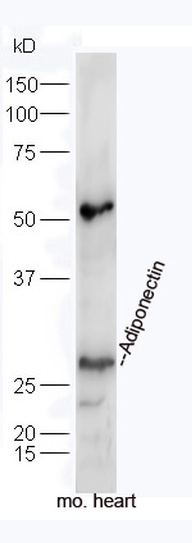 Adiponectin Antibody in Western Blot (WB)