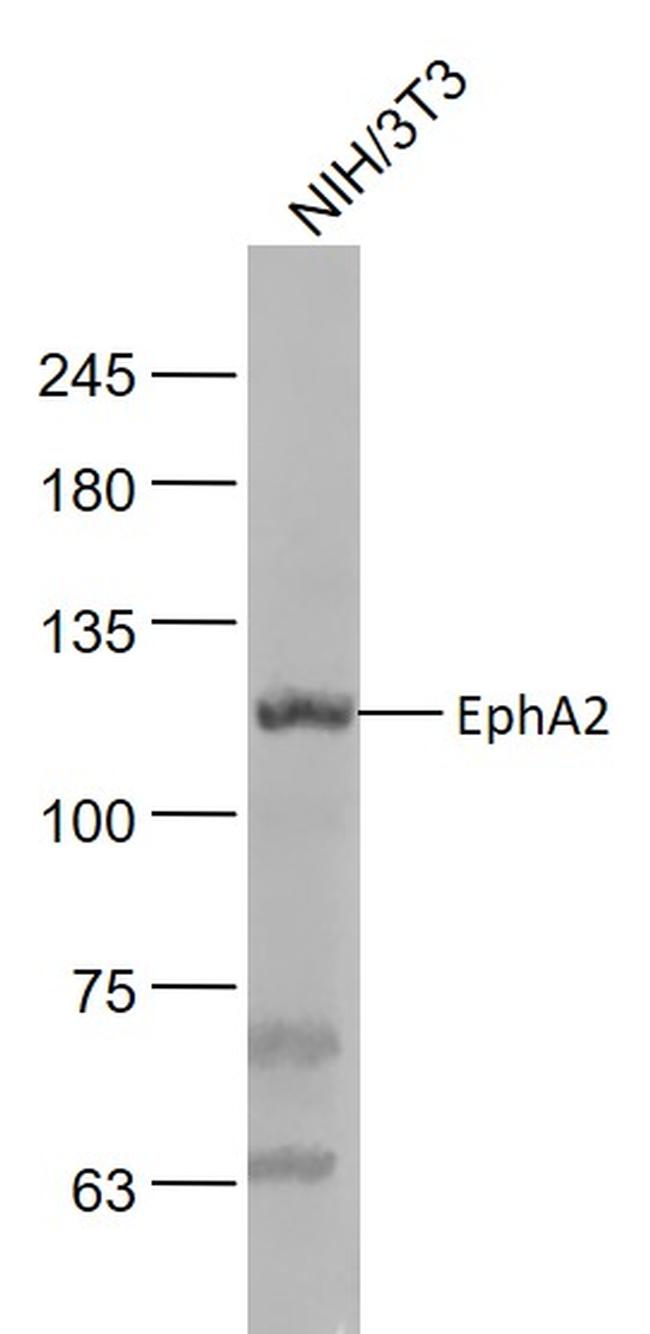 EphA2 Antibody in Western Blot (WB)