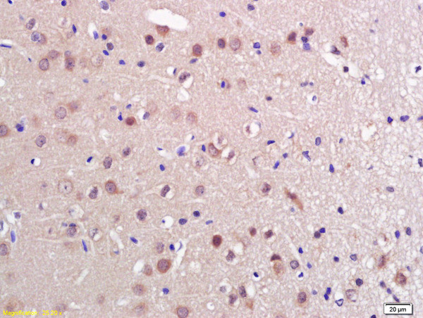 PRL Antibody in Immunohistochemistry (Paraffin) (IHC (P))