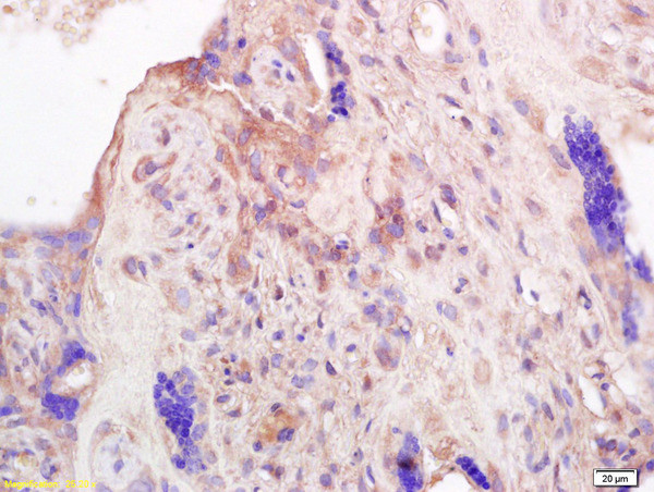 PRL Antibody in Immunohistochemistry (Paraffin) (IHC (P))