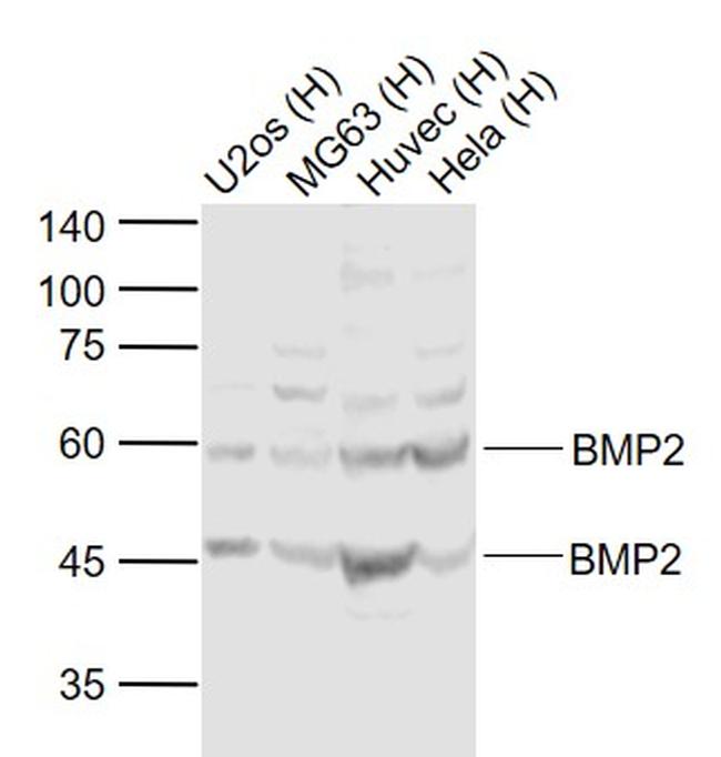 BMP2 Antibody in Western Blot (WB)