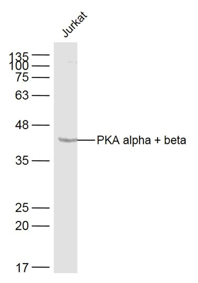 PKA alpha + beta Antibody in Western Blot (WB)