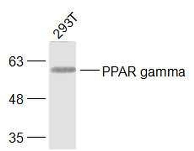 PPAR gamma Antibody in Western Blot (WB)