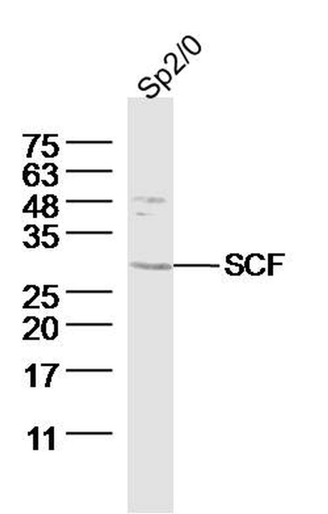 SCF Antibody in Western Blot (WB)