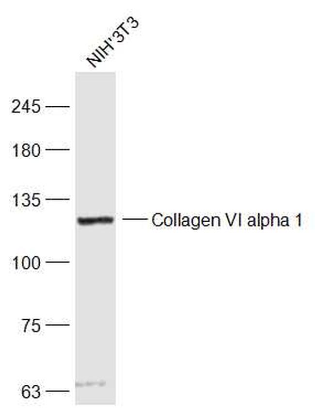 Collagen 6 alpha 1 Antibody in Western Blot (WB)