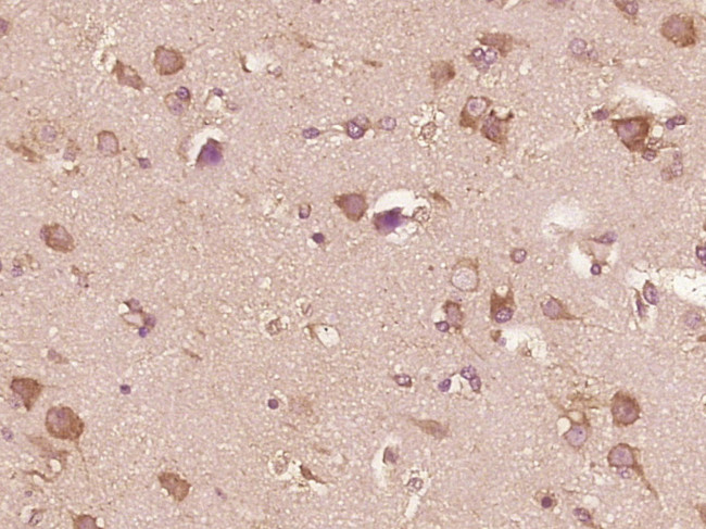 IL-13 Antibody in Immunohistochemistry (Paraffin) (IHC (P))