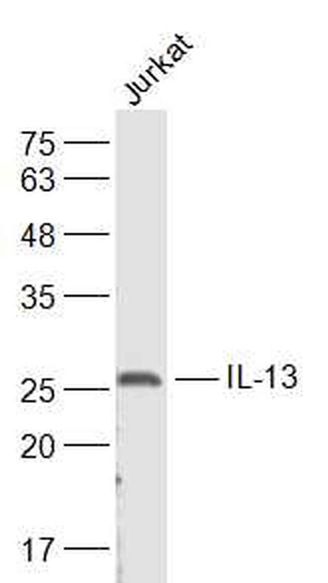 IL-13 Antibody in Western Blot (WB)