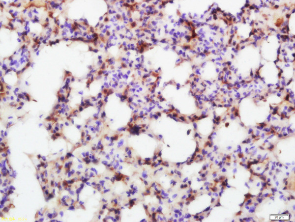 Smad7 Antibody in Immunohistochemistry (Paraffin) (IHC (P))