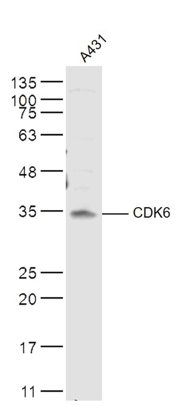 CDK6 Antibody in Western Blot (WB)