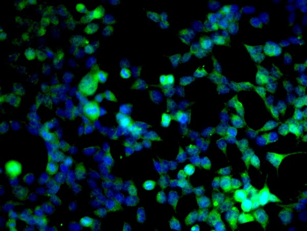 Cyclin B1 Antibody in Immunocytochemistry (ICC/IF)