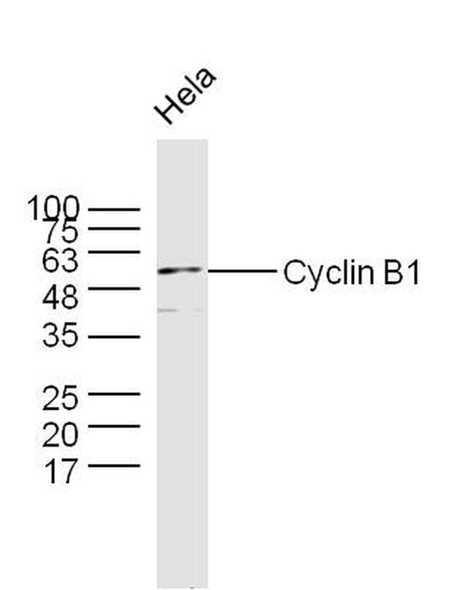 Cyclin B1 Antibody in Western Blot (WB)