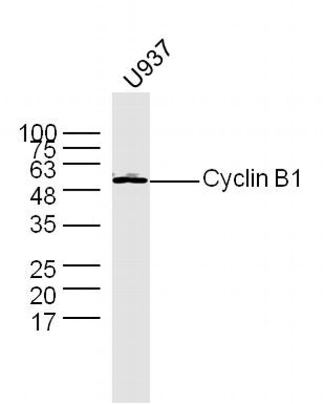 Cyclin B1 Antibody in Western Blot (WB)