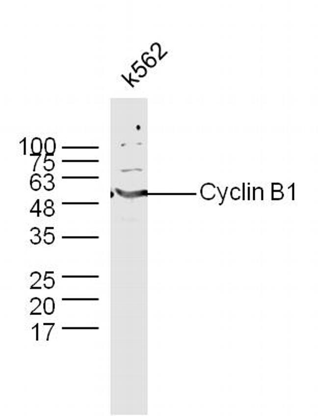 Cyclin B1 Antibody in Western Blot (WB)